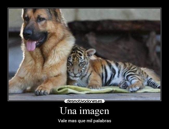 Una imagen - 
