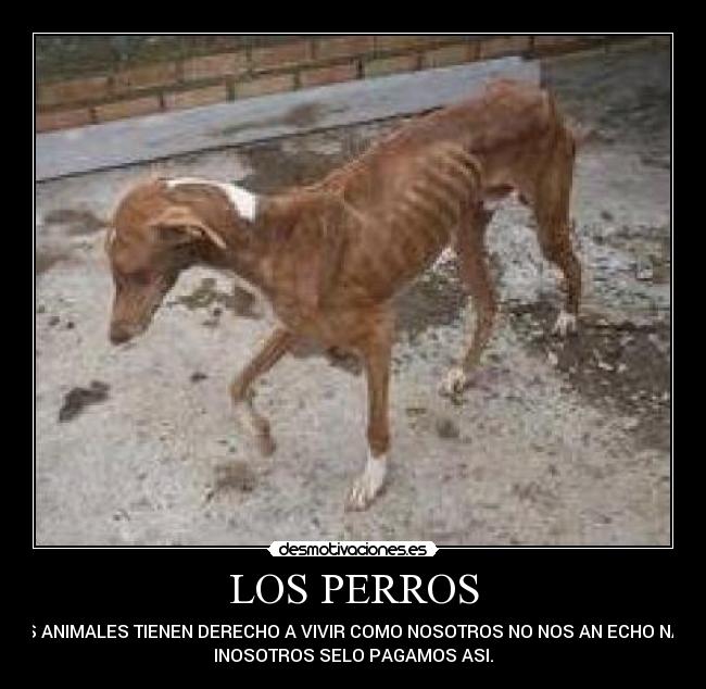 LOS PERROS - LOS ANIMALES TIENEN DERECHO A VIVIR COMO NOSOTROS NO NOS AN ECHO NADA
INOSOTROS SELO PAGAMOS ASI.