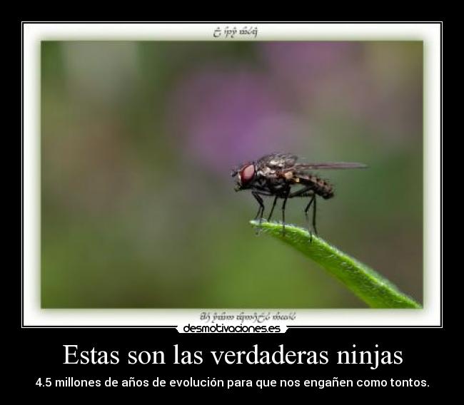 Estas son las verdaderas ninjas -