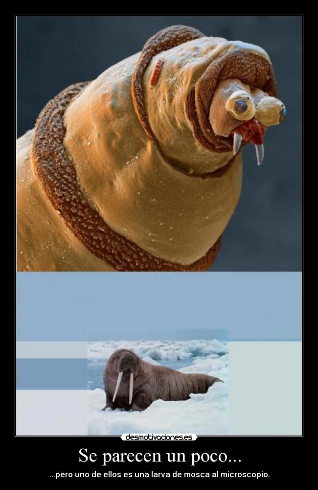 Se parecen un poco... - 