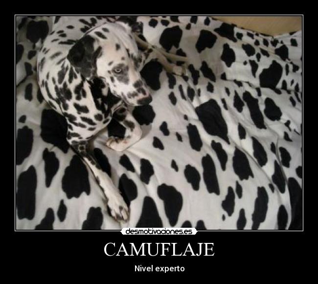 CAMUFLAJE -
