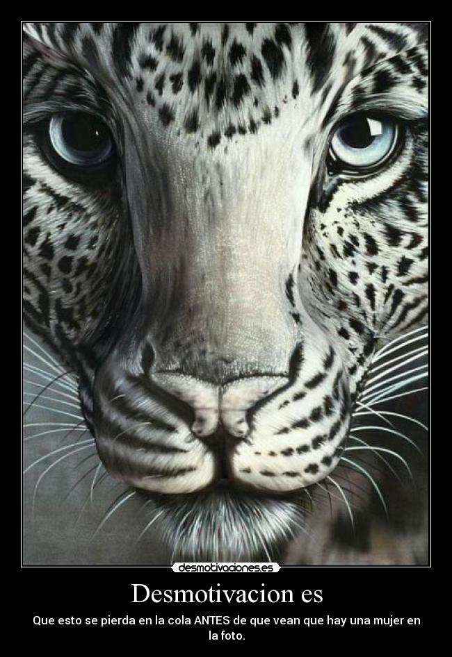 carteles body painting tigre mujer oculta habilidad maxima desmotivaciones