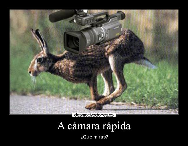 carteles moser humor camara lenta rapida liebre desmotivaciones motivaciones desmotivaciones