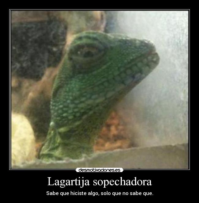 Lagartija sopechadora -