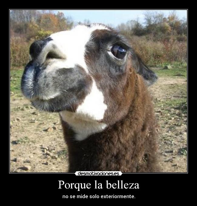 Porque la belleza - 