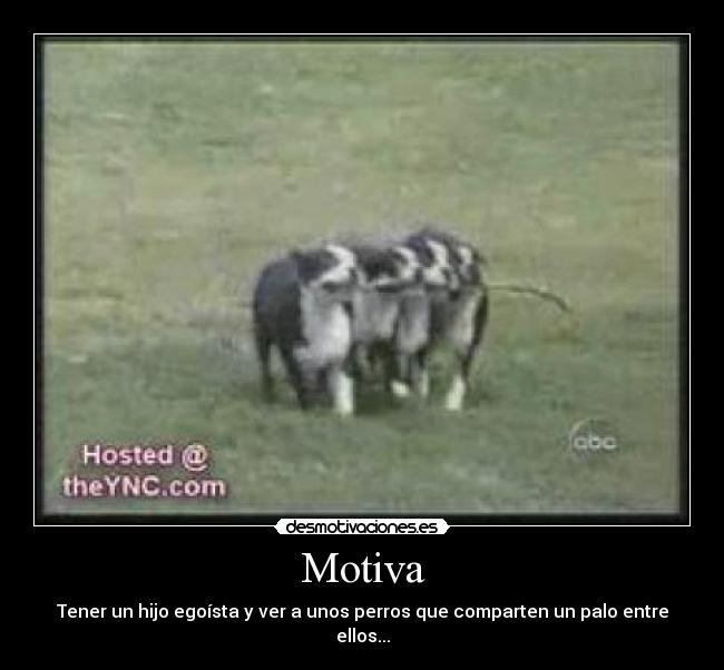 Motiva - Tener un hijo egoísta y ver a unos perros que comparten un palo entre ellos...