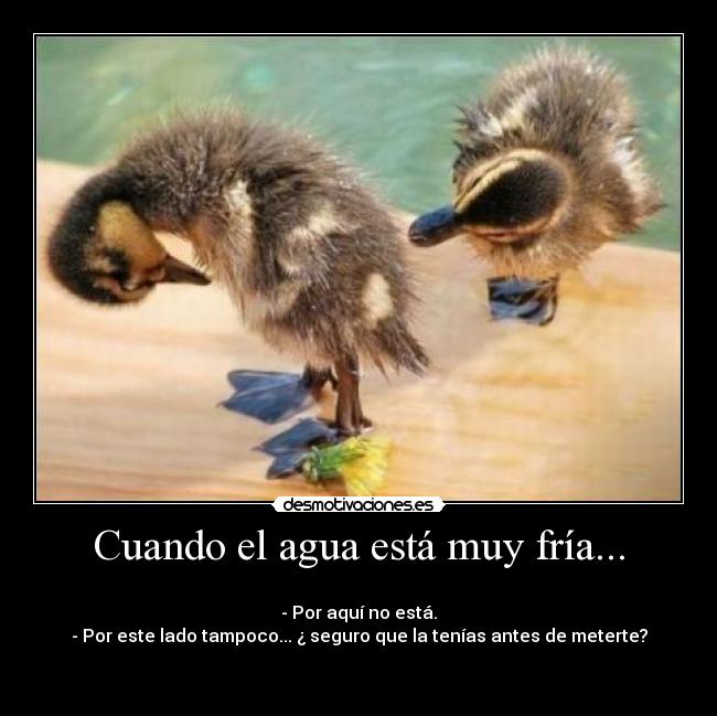 Cuando el agua está muy fría... - 
- Por aquí no está.
- Por este lado tampoco... ¿ seguro que la tenías antes de meterte?

