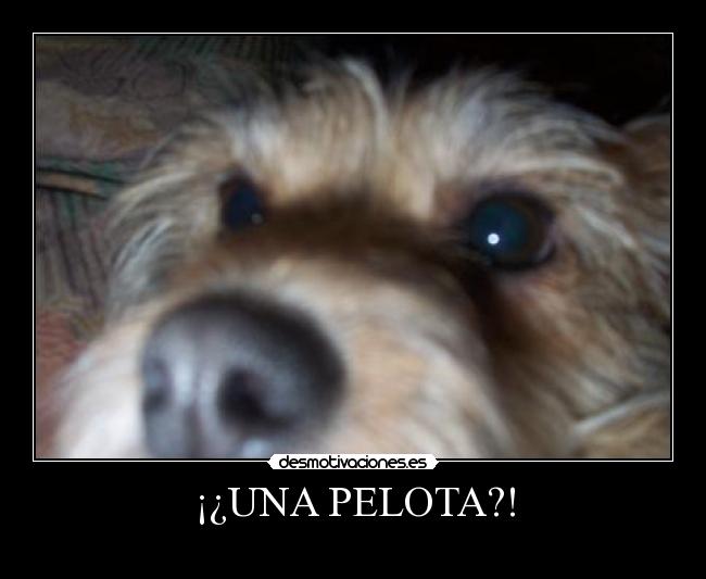 ¡¿UNA PELOTA?! - 