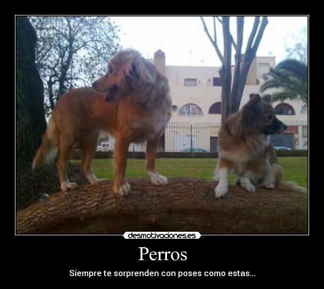 Perros -