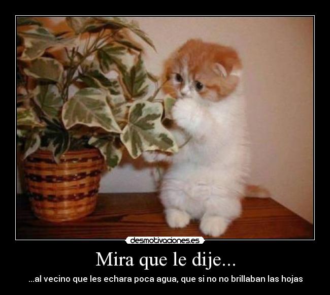 Mira que le dije... - 