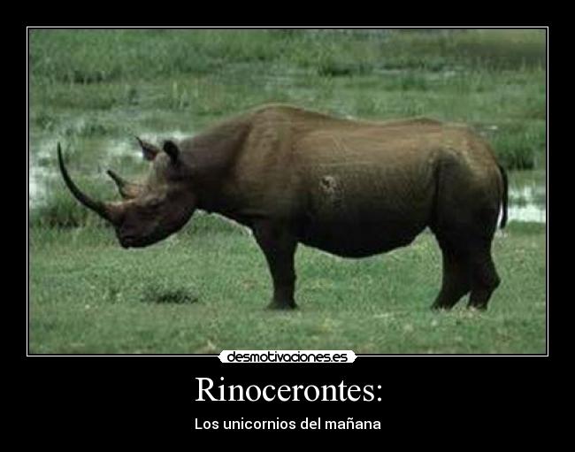 Rinocerontes: - 