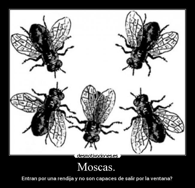 Moscas. - Entran por una rendija y no son capaces de salir por la ventana?