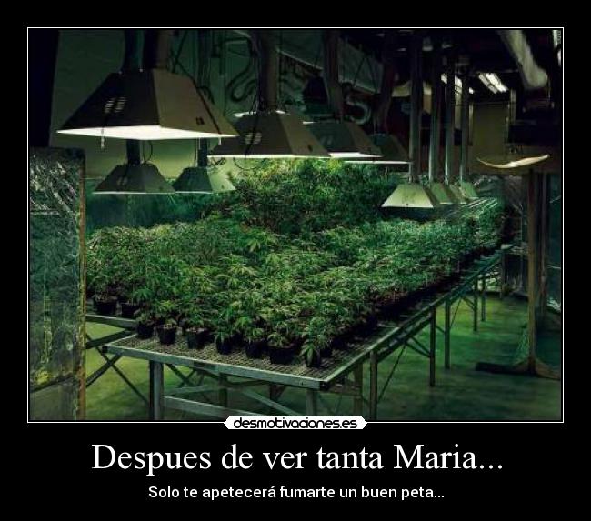 Despues de ver tanta Maria... - 