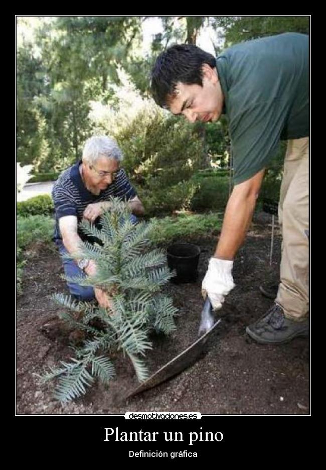 Plantar un pino -