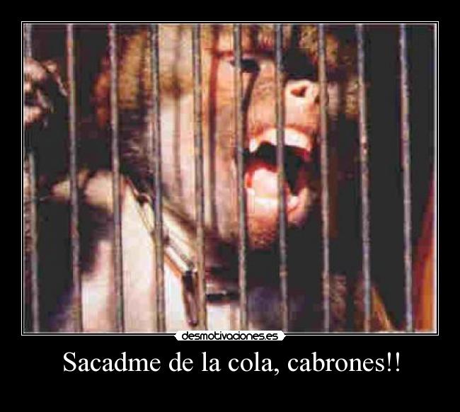 Sacadme de la cola, cabrones!! - 