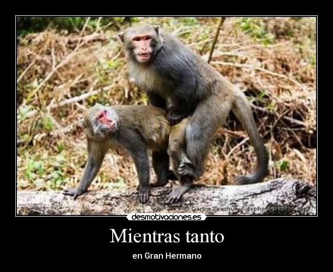 Mientras tanto - en Gran Hermano