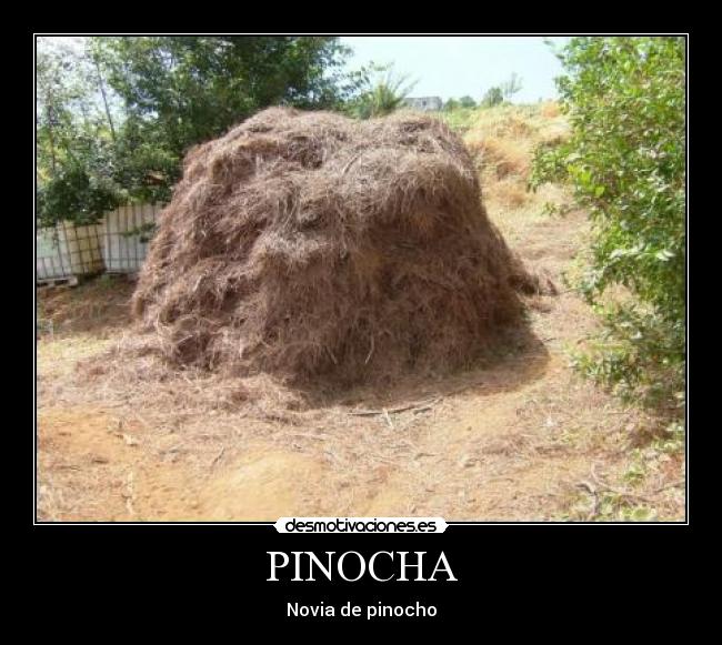PINOCHA - Novia de pinocho