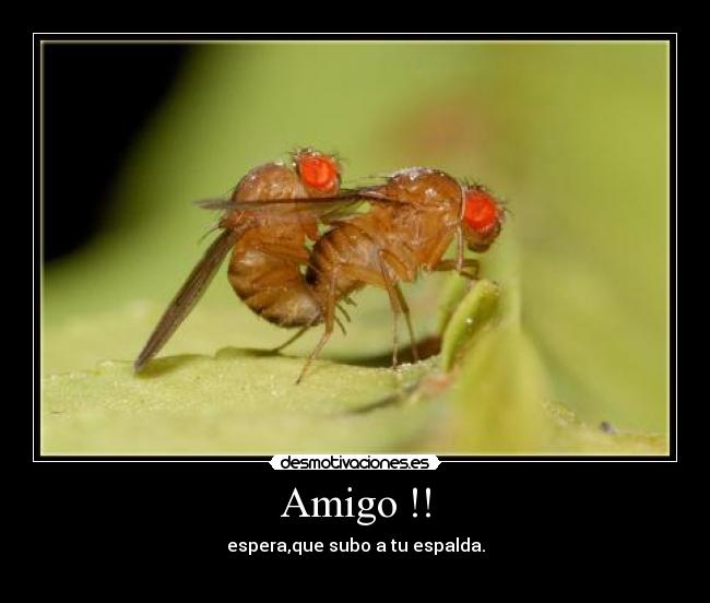 Amigo !! -