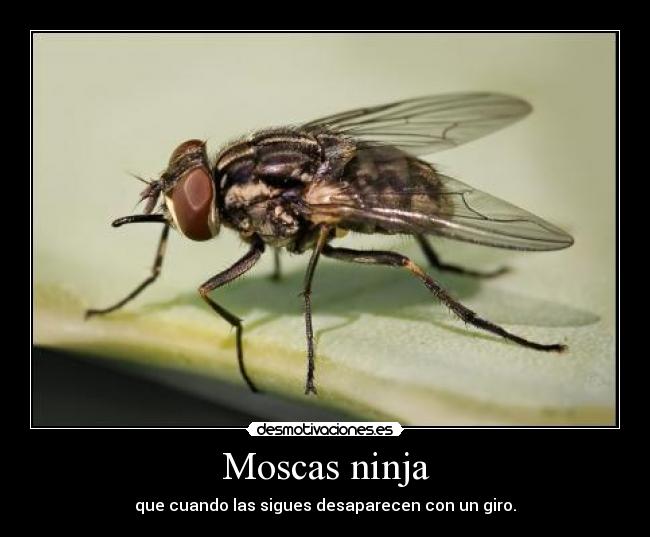 Moscas ninja - que cuando las sigues desaparecen con un giro.