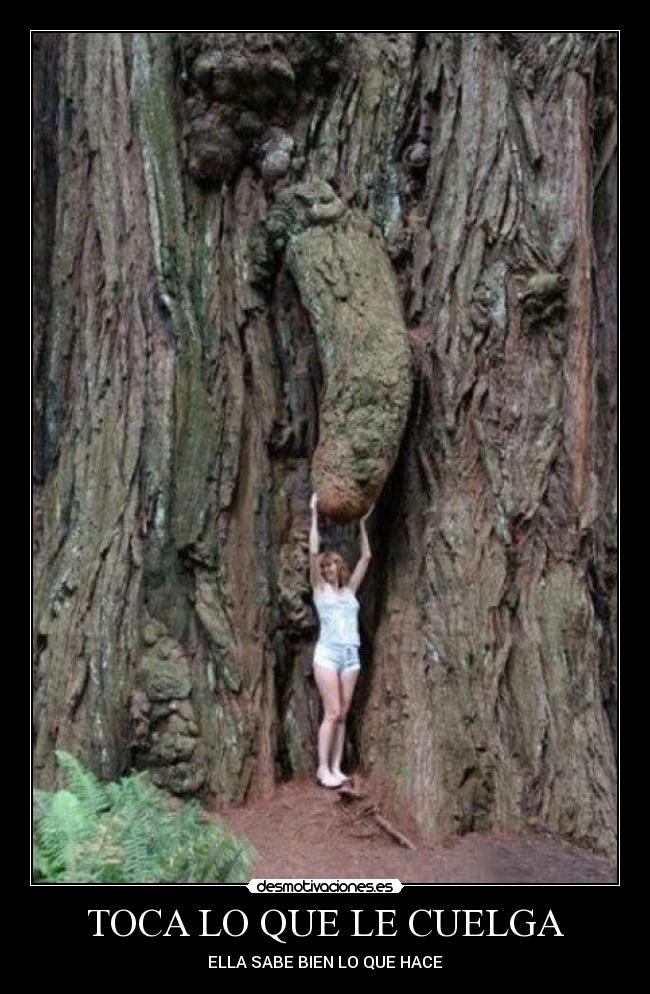 carteles toca cuelga arbol desmotivaciones