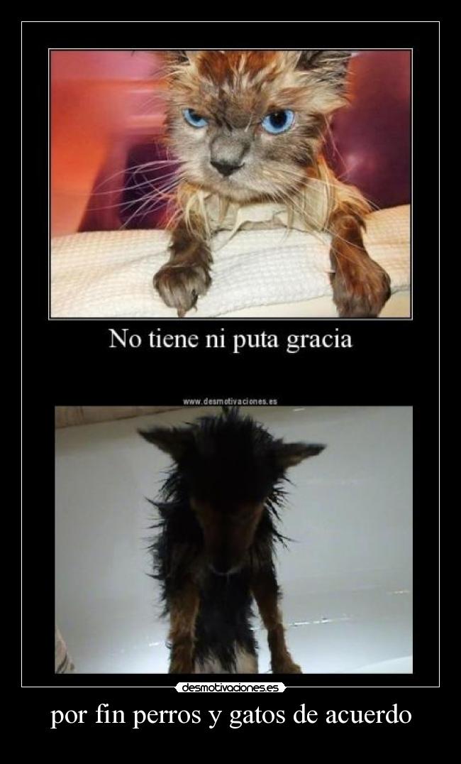 por fin perros y gatos de acuerdo -