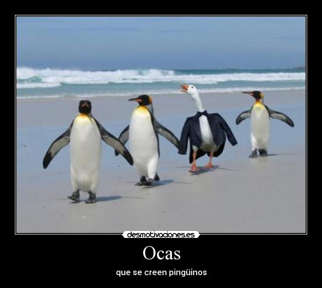 Ocas -