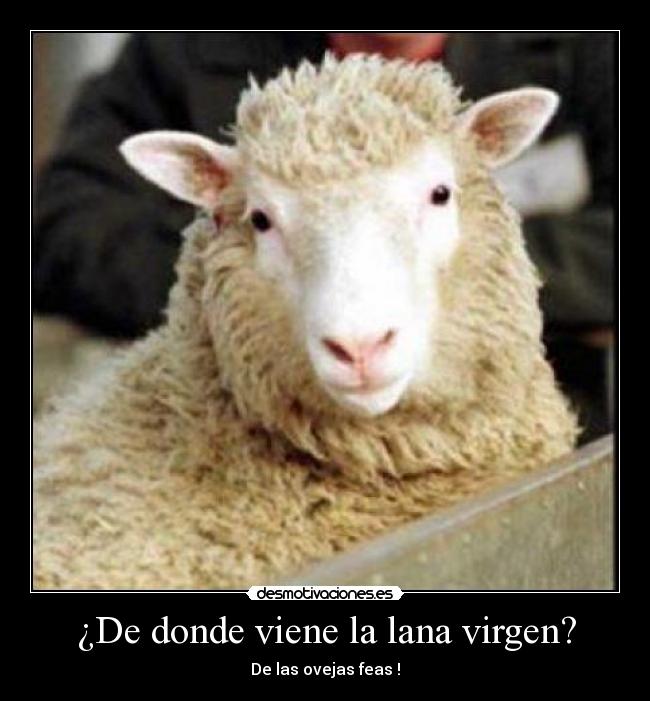 ¿De donde viene la lana virgen? -