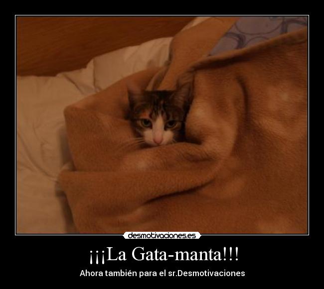 carteles gatamanta gata manta desmotivaciones