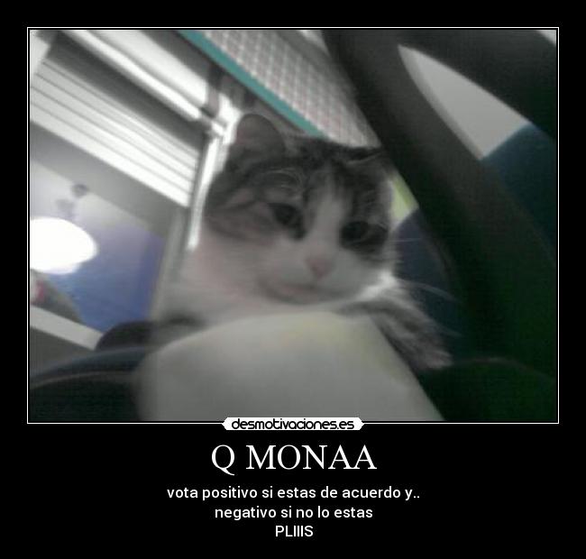 Q MONAA - 