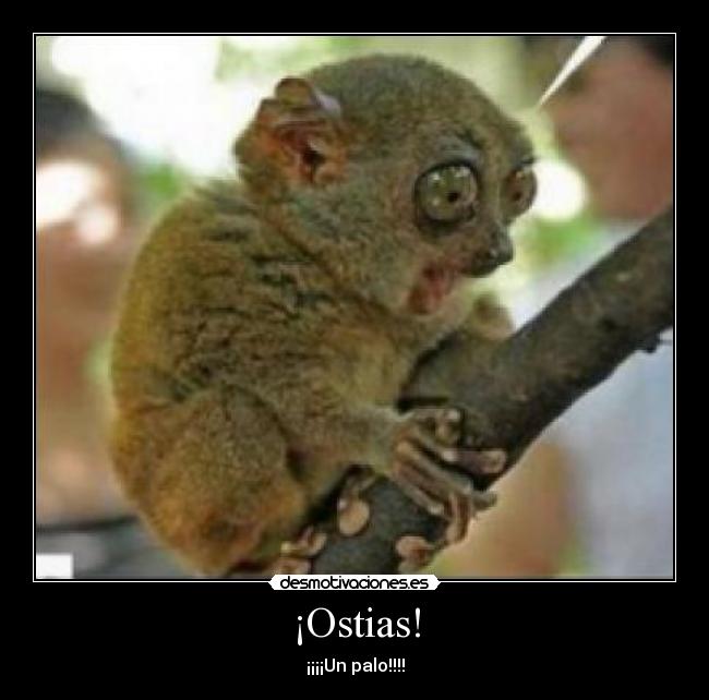 ¡Ostias! - ¡¡¡¡Un palo!!!!