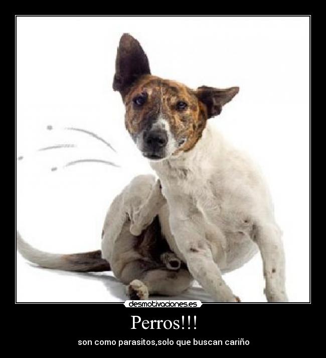 Perros!!! -