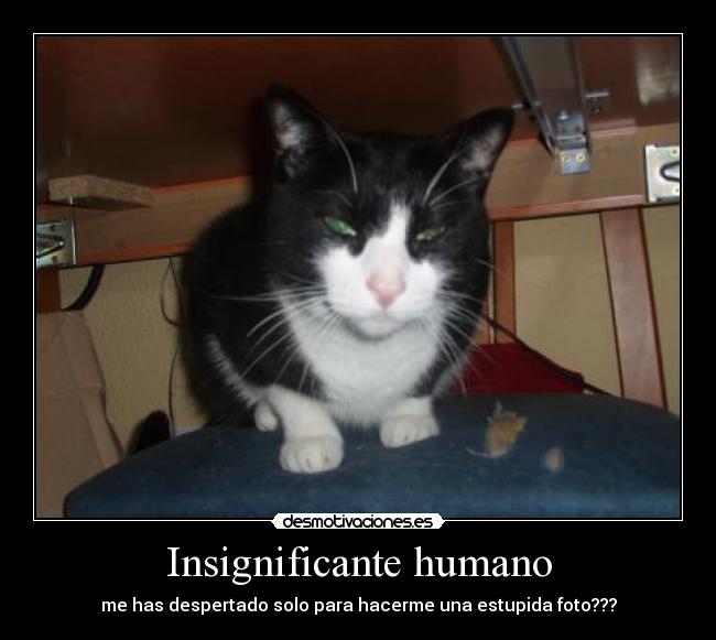 carteles skizoofrenika666 desmotivaciones