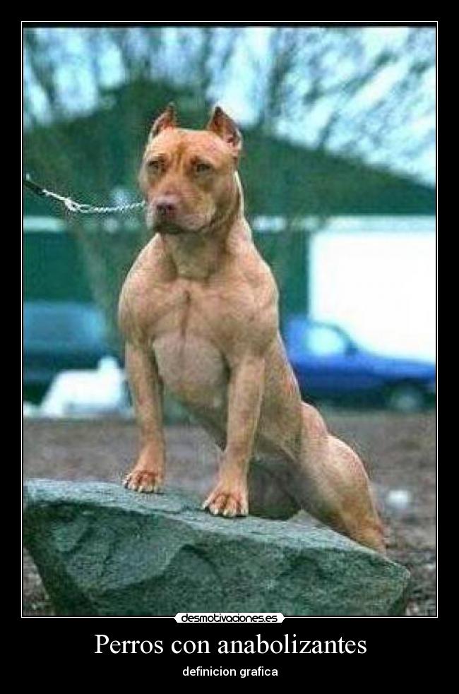 Perros con anabolizantes -
