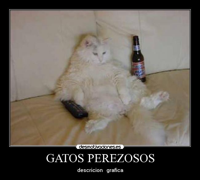GATOS PEREZOSOS - descricion grafica