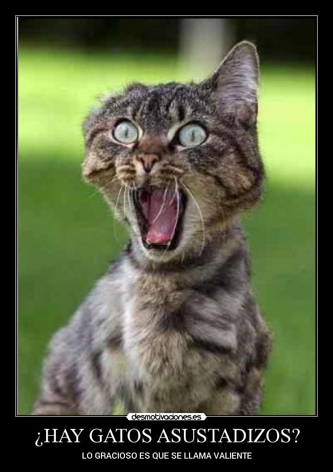 ¿HAY GATOS ASUSTADIZOS? - LO GRACIOSO ES QUE SE LLAMA VALIENTE
