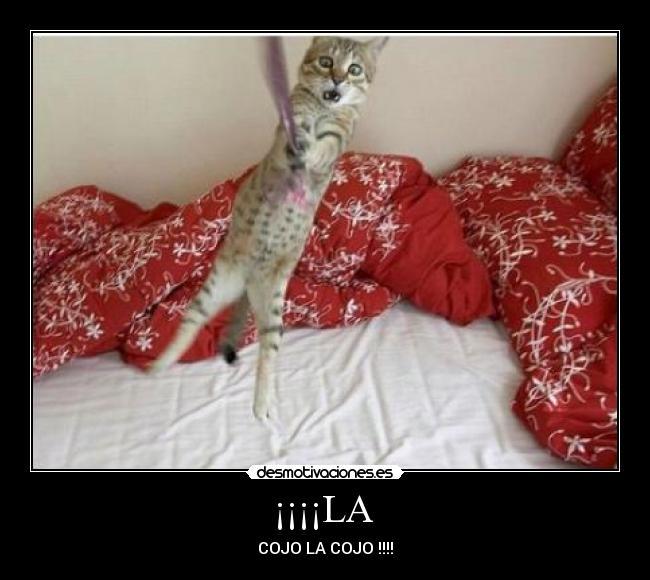 ¡¡¡¡LA - COJO LA COJO !!!!