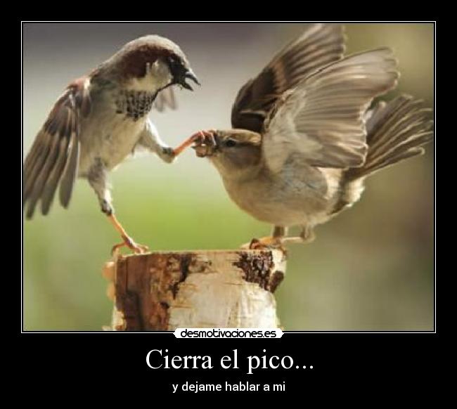 Cierra el pico... - 