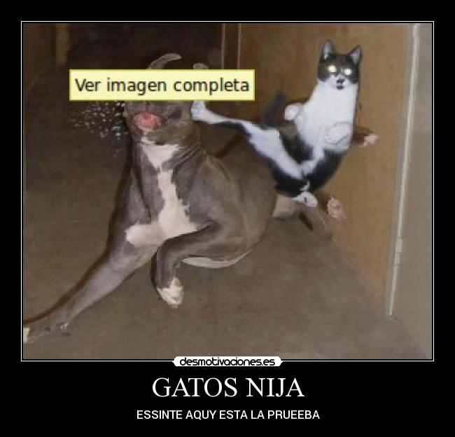 GATOS NIJA - ESSINTE AQUY ESTA LA PRUEEBA