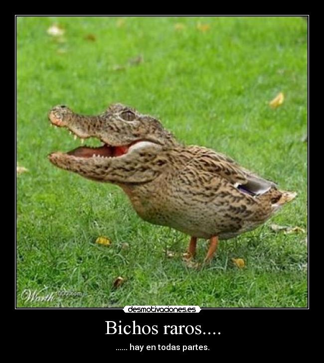 Bichos raros.... -