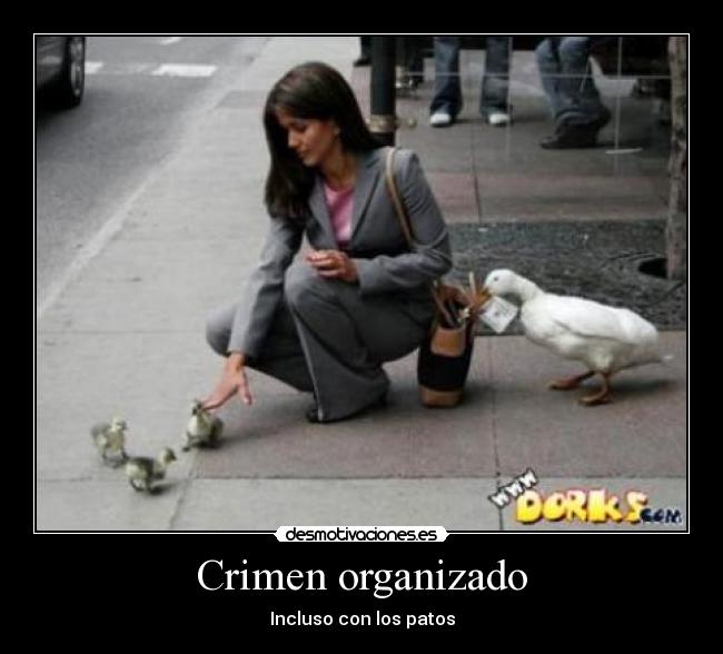 carteles patos crimen hurto organizado desmotivaciones