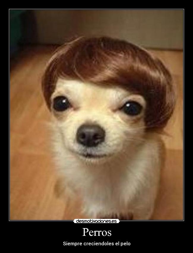 Perros -