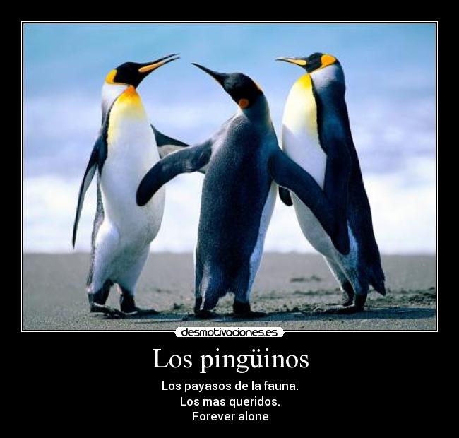 Los pingüinos - Los payasos de la fauna.
Los mas queridos.
Forever alone