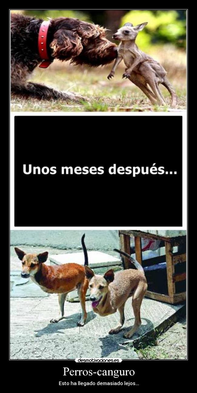 Perros-canguro -
