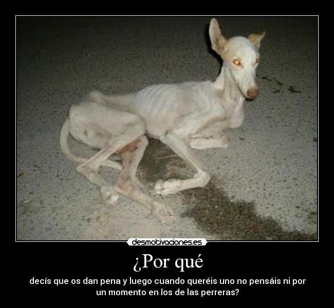 ¿Por qué - decís que os dan pena y luego cuando queréis uno no pensáis ni por
un momento en los de las perreras?