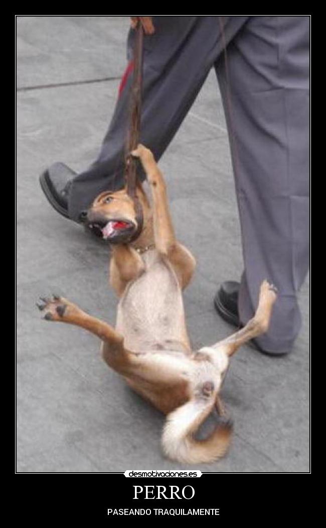 PERRO -