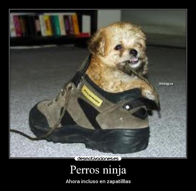 Perros ninja - Ahora incluso en zapatilllas