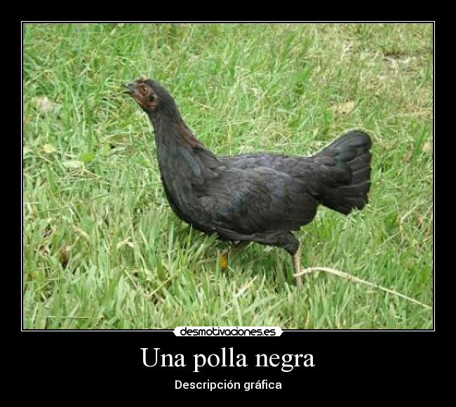 Una polla negra - 