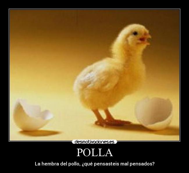 POLLA - La hembra del pollo, ¿qué pensasteis mal pensados?