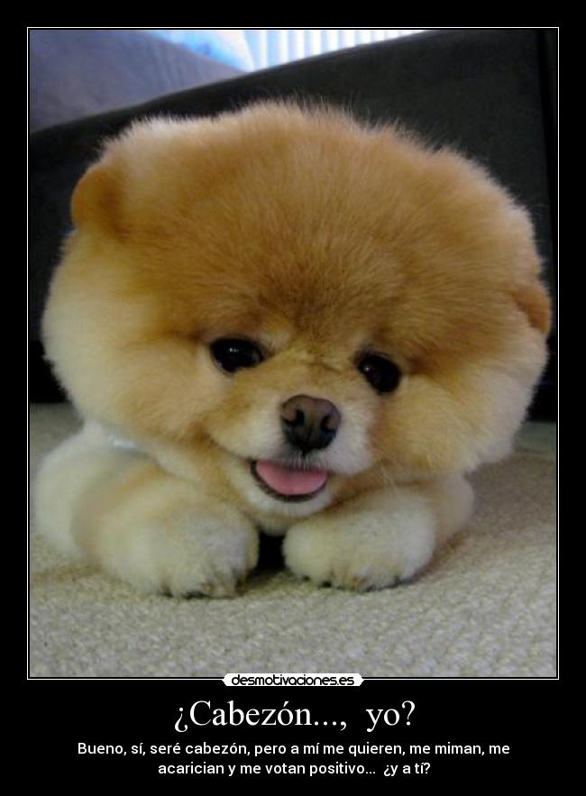 ¿Cabezón...,  yo? - Bueno, sí, seré cabezón, pero a mí me quieren, me miman, me
acarician y me votan positivo...  ¿y a tí?