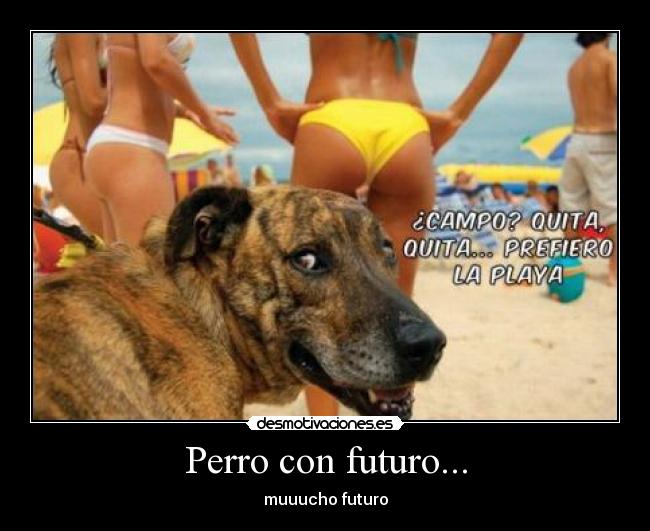 Perro con futuro... - muuucho futuro